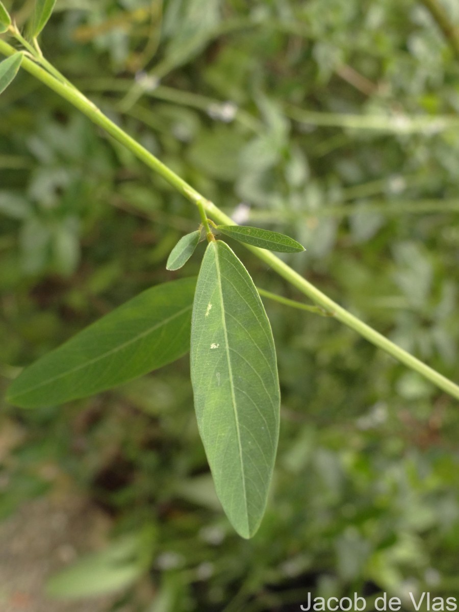 Codariocalyx motorius (Houtt.) H.Ohashi